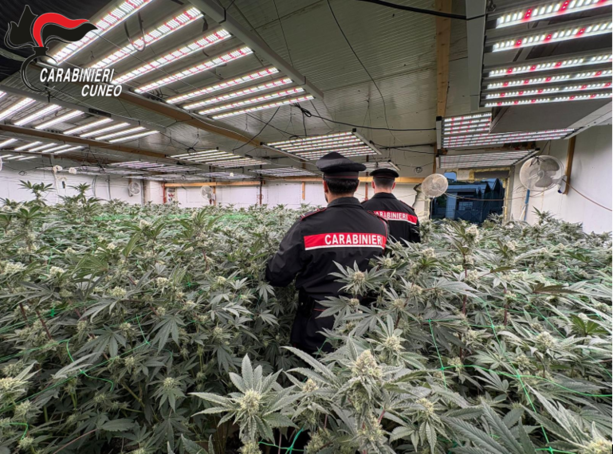 Maxi operazione antidroga "Oro verde" nel Cuneese e nel Torinese: otto arresti e sequestri per mezzo milione Maxi operazione antidroga "Oro verde" nel Cuneese e nel Torinese: otto arresti e sequestri per mezzo milione