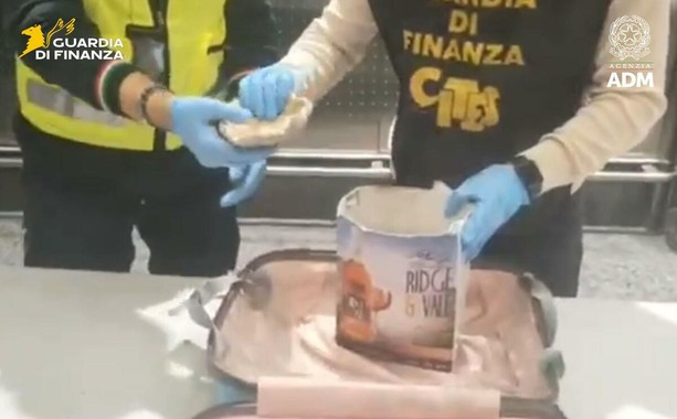 Coppia di turisti di ritorno dalle Mauritius con otto coralli in valigia: scattano sequestro e maxi multa a Malpensa