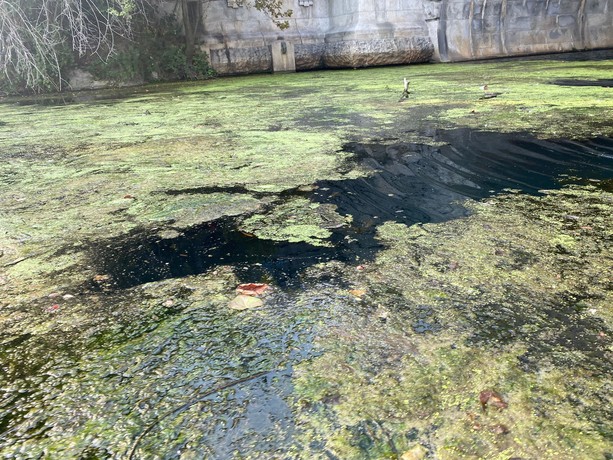 Il Po invaso dalle alghe e "asciutto" per colpa del caldo Il Po invaso dalle alghe e "asciutto" per colpa del caldo