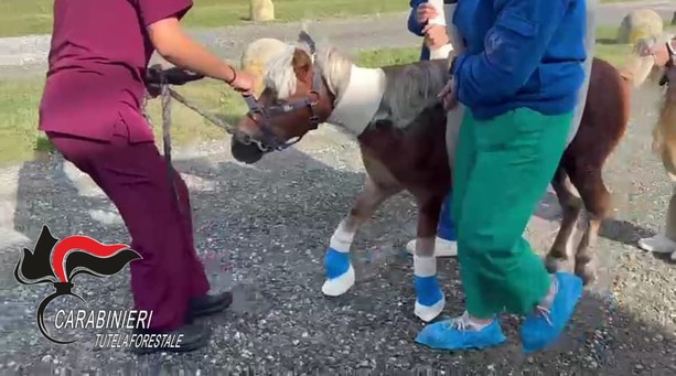 I carabinieri forestali hanno salvato un pony maltrattato e non curato