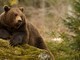 Abbattuto in Svizzera il fratello di Jj4, l'orso del Trentino al centro delle polemiche per la morte di un podista Abbattuto in Svizzera il fratello di Jj4, l'orso del Trentino al centro delle polemiche per la morte di un podista