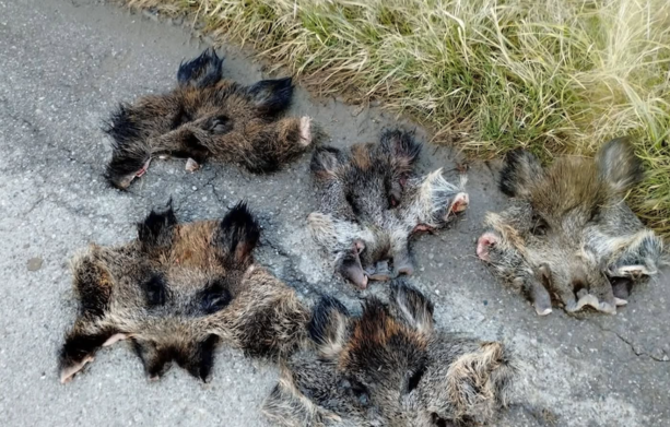 Teste e pelli di cinghiale davanti ai rifugi per animali di Cussanio e Brondello: "Un gesto intimidatorio per la nostra petizione" Teste e pelli di cinghiale davanti ai rifugi per animali di Cussanio e Brondello: "Un gesto intimidatorio per la nostra petizione"