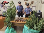 Cappelli vistosi, liti tra vicini, cocaina nei calzini e tra le gomme da masticare: cinque arresti insoliti per droga Cappelli vistosi, liti tra vicini, cocaina nei calzini e tra le gomme da masticare: cinque arresti insoliti per droga