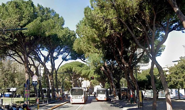 C’è il “rischio concreto di crollo”, il Comune abbatte tre pini in via Thaon di Revel