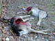 Luserna San Giovanni: lupi predano i daini di Villa Giorcelli Luserna San Giovanni: lupi predano i daini di Villa Giorcelli