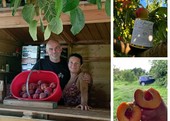 Monate e le sue pesche sciroppate. L'azienda Bina sul campo da tre generazioni: «Facciamo tutto a mano e con passione, il sapore dei "perzic" è unico e inconfondibile» Monate e le sue pesche sciroppate. L'azienda Bina sul campo da tre generazioni: «Facciamo tutto a mano e con passione, il sapore dei "perzic" è unico e inconfondibile»