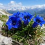 Raccoglie centinaia di genziane nel Parco del Monviso, ma è vietato: 600 euro di multa per un escursionista