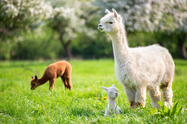Passeggiata a Canosio con gli alpaca, natura e spettacoli nell'ultima domenica di marzo