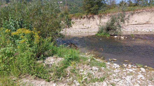 Monesiglio, cinghiale ferito carica e spaventa le persone in frazione San Biagio: abbattuto dalle guardie provinciali [FOTO]