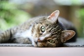 Due abbandoni di animali in poche ore e una denuncia. L'appello ad adozioni consapevoli