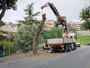 Sanremo, partono i lavori di taglio dei pini in via Padre Semeria (Foto)