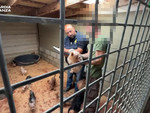 Scoperto un allevamento abusivo di cani a Brusimpiano, due donne denunciate: quaranta cuccioli salvati