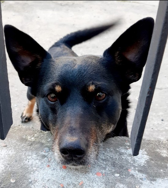 Villafranca Piemonte: il cane Diablo avvelenato mentre era in cortile e lotta per la vita Villafranca Piemonte: il cane Diablo avvelenato mentre era in cortile e lotta per la vita