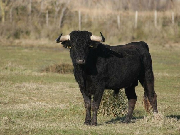 Castiglione Olona, agricoltore muore incornato da un toro