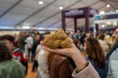 Ad Alba primo week end con la Fiera del Tartufo Bianco: si apre un fine settimana tra gusto e tradizioni