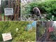 Costarainera, doppiette in azione per la caccia al cinghiale a monte dell'ex Barellai Costarainera, doppiette in azione per la caccia al cinghiale a monte dell'ex Barellai
