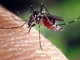 Caso di West Nile a Cogoleto, nei comuni del levante savonese per ora nessun intervento preventivo: &quot;Se avremo comunicazioni ci attiveremo con le disinfestazioni&quot;