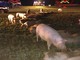 Camion per il trasporto animali si ribalta a Cavallermaggiore: ferito il conducente, morti una trentina di maiali