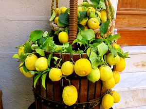 Il Citron de Menton, storia e identità di un frutto d’oro