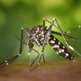 Dengue autoctona a Sanremo, scatta la disinfestazione straordinaria: coinvolti i luoghi frequentati da un turista