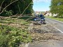 Vento forte con raffiche sino a 75 km/h in diverse zone della provincia. Numerosi gli interventi dei Vigili del fuoco per la caduta di alberi e rami