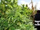 Operazione della Guardia di Finanza, scoperte mille piante di marijuana a Villa Faraldi: 48enne imperiese finisce nei guai