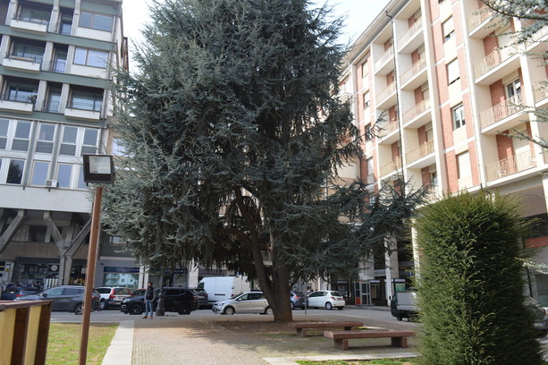 Piazza Europa, i comitati contro la sindaca: “Mostrateci le prove che i cedri cadono togliendo i sampietrini”