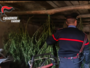 Coltivava marijuana in un magazzino in casa e nel giardino: sequestrate 37 piante e arrestato un 41enne di Comabbio Coltivava marijuana in un magazzino in casa e nel giardino: sequestrate 37 piante e arrestato un 41enne di Comabbio