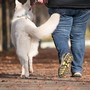 Imbrattò chiesa e biblioteca con le feci del cane per protestare contro le restrizioni anti-Covid: condannata