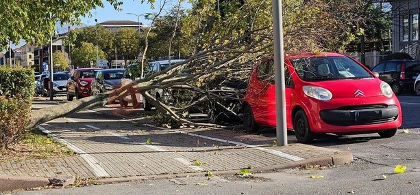 Vento forte a Cuneo: albero si schianta su un'auto parcheggiata