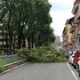 Maltempo, il vento forte sferza Torino: cade un albero in corso Gabetti [FOTO]