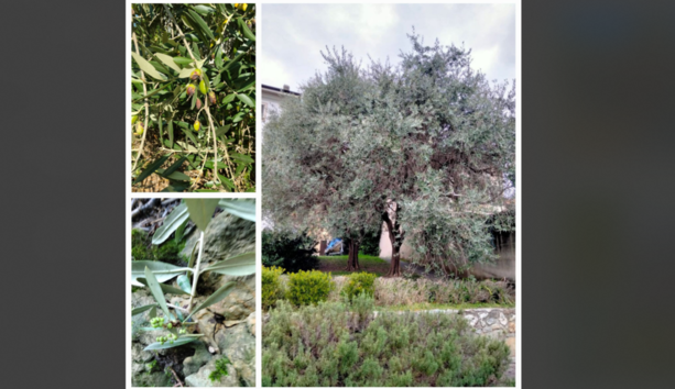 Mosca olearia e caldo eccessivo. Annata molto difficile per la raccolta delle olive di Ispra e del Lago Maggiore