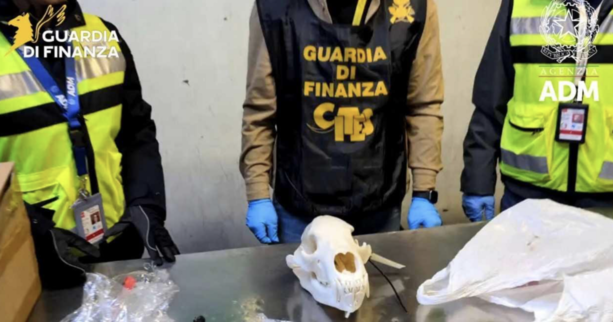 La Guardia di Finanza sequestra un cranio di orso bruno a Malpensa La Guardia di Finanza sequestra un cranio di orso bruno a Malpensa