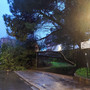 Pioggia e vento sulla Liguria. A Genova alberi abbattuti e strade bloccate