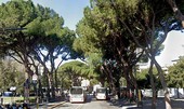 C’è il “rischio concreto di crollo”, il Comune abbatte tre pini in via Thaon di Revel