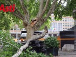 Vento abbatte un ramo di platano in piazza Alfieri: auto distrutta, nessun ferito Vento abbatte un ramo di platano in piazza Alfieri: auto distrutta, nessun ferito
