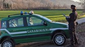 Cavallo denutrito, con gravi ferite non curate e poi deceduto: denunciata la proprietaria di un'area agricola a Castelveccana