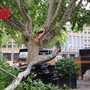 Vento abbatte un ramo di platano in piazza Alfieri: auto distrutta, nessun ferito Vento abbatte un ramo di platano in piazza Alfieri: auto distrutta, nessun ferito
