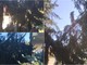 Tavole, sfiorata la tragedia: grosso albero della Parrocchia si abbatte su una casa Tavole, sfiorata la tragedia: grosso albero della Parrocchia si abbatte su una casa