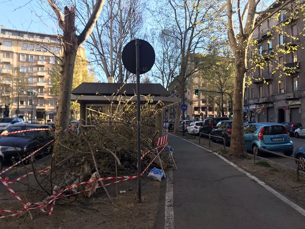 Il vento fa danni a Torino: albero cade sulla pista ciclabile di corso Monte Cucco Il vento fa danni a Torino: albero cade sulla pista ciclabile di corso Monte Cucco