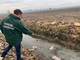 Resti di vitello macellato trovati nelle campagne di Scalenghe Resti di vitello macellato trovati nelle campagne di Scalenghe
