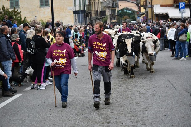Bobbio Pellice attende la ‘Calà’ degli animali dagli alpeggi per fare festa Bobbio Pellice attende la ‘Calà’ degli animali dagli alpeggi per fare festa