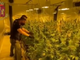 VIDEO. Operazione "The Growers", sgominata banda di coltivatori e spacciatori di marijuana VIDEO. Operazione "The Growers", sgominata banda di coltivatori e spacciatori di marijuana