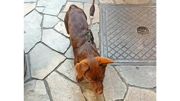 Alassio, lieto fine per le ricerche del piccolo Yondu: ritrovato il cane del giovane turista aggredito