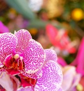 Mentone celebra la natura con la 92ª Fête du Citron (Foto)