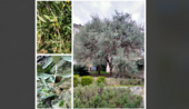 Mosca olearia e caldo eccessivo. Annata molto difficile per la raccolta delle olive di Ispra e del Lago Maggiore