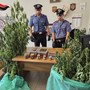 Cappelli vistosi, liti tra vicini, cocaina nei calzini e tra le gomme da masticare: cinque arresti insoliti per droga