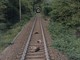Altare, cinque lupi trovati senza vita lungo la ferrovia (FOTO)
