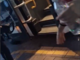 Autista nega l'accesso al bus a una quattordicenne: "Io faccio salire solo gli italiani" Autista nega l'accesso al bus a una quattordicenne: "Io faccio salire solo gli italiani"