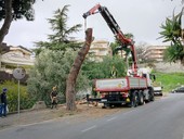 Sanremo, partono i lavori di taglio dei pini in via Padre Semeria (Foto)